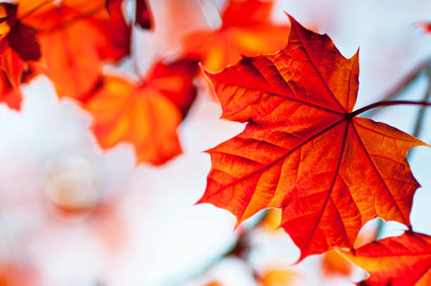 Maple leaf in springtime.